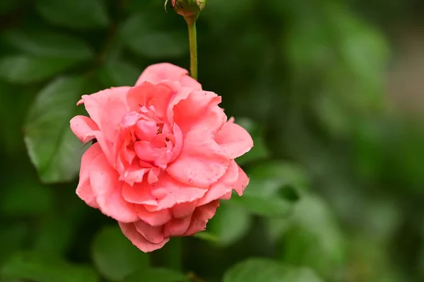 Όμορφο Ροζ Τριαντάφυλλο Λουλούδι Κοντινή Θέα Καλοκαίρι Έννοια — Φωτογραφία Αρχείου