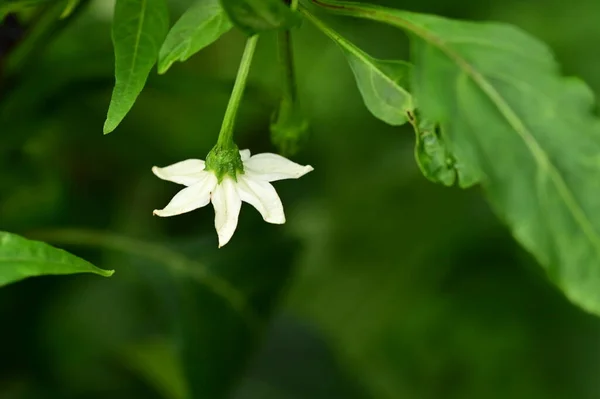 Вид Красивые Белые Цветы Саду — стоковое фото