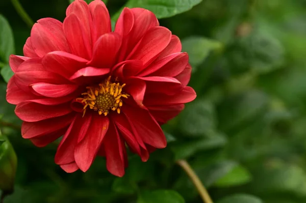 Vue Rapprochée Belles Fleurs Rouges Dans Jardin — Photo