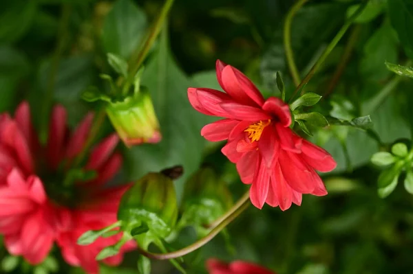 Close View Beautiful Red Flowers Garden — Stock Photo, Image