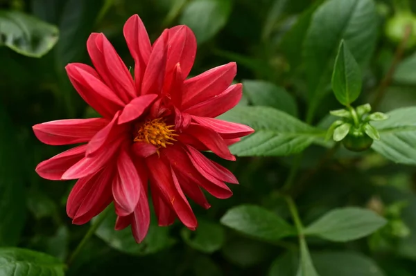 Vue Rapprochée Belles Fleurs Rouges Dans Jardin — Photo