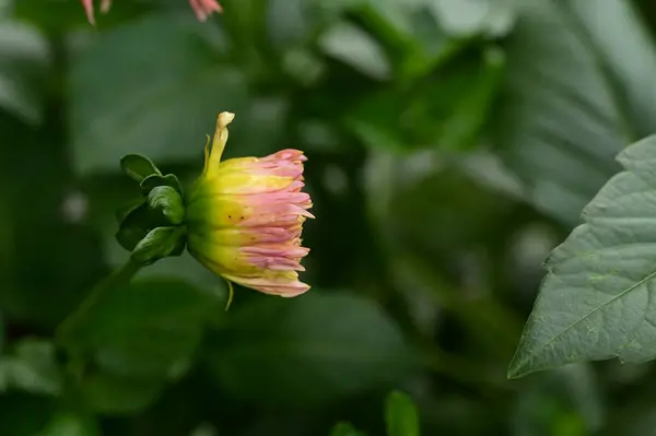 Beautiful Pink Yellow Colored Flower Growing Garden — ストック写真