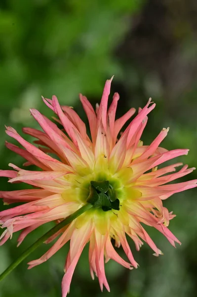 Gyönyörű Rózsaszín Sárga Színű Virág Kertben — Stock Fotó