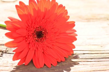 Tahta arka planda güzel kırmızı gerbera çiçeği