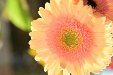 Güzel, narin Gerbera çiçeği, yaz konsepti, yakın manzara  