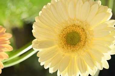 Güzel sarı Gerbera çiçeğinin yakın görüntüsü, yaz konsepti