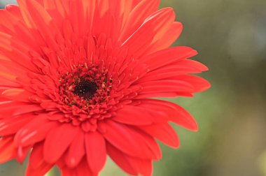 Bahçedeki güzel kırmızı Gerbera çiçeğinin yakın görüntüsü.