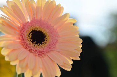 Güzel, narin Gerbera çiçeği, yaz konsepti, yakın manzara  