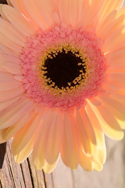 Belle Fleur Gerbera Tendre Sur Fond Bois — Photo