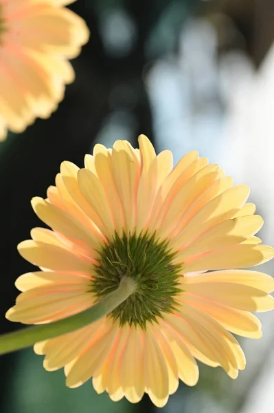 Bellissimi Fiori Gerbera Giardino — Foto Stock