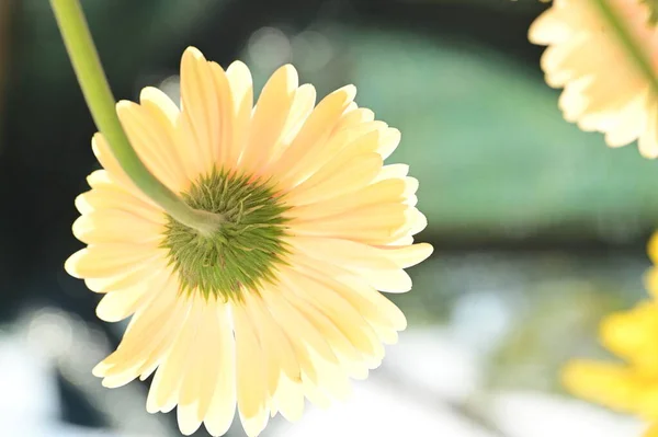 Hermosas Flores Gerberas Jardín — Foto de Stock