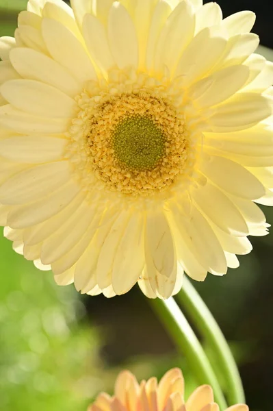 Vista Perto Bela Flor Gerbera Amarela Conceito Verão — Fotografia de Stock