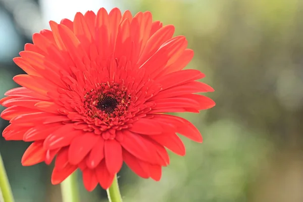 Bliska Widok Piękny Czerwony Gerbera Kwiat Ogrodzie — Zdjęcie stockowe