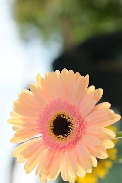 美しい柔らかいガーベラの花 夏のコンセプト — ストック写真