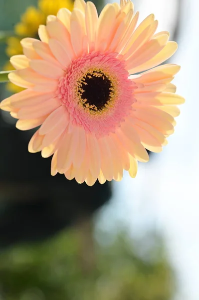 Hermosa Flor Gerberas Tierna Concepto Verano Vista Cercana — Foto de Stock