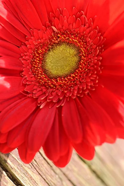 Schöne Rote Gerbera Blume Auf Hölzernem Hintergrund — Stockfoto