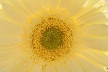 Güzel sarı Gerbera çiçeğinin yakın görüntüsü, yaz konsepti