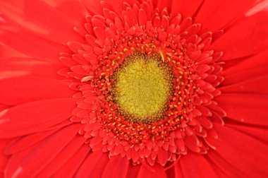 Güzel kırmızı gerbera çiçeği, yakın görüş, yaz konsepti.