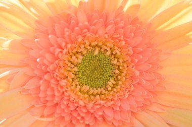 Güzel, narin Gerbera çiçeği, yaz konsepti, yakın manzara  