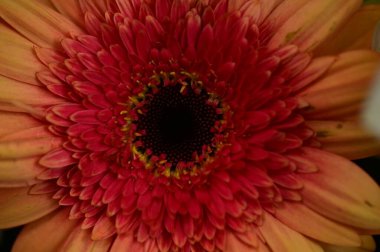 Güzel Gerbera çiçeğinin yakın görüntüsü, yaz konsepti