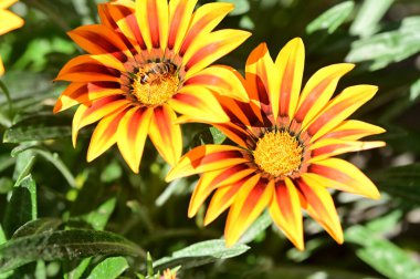 Bahçedeki sarı ve turuncu çiçeklerin üzerinde oturan arı.