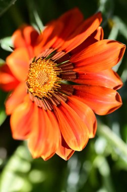 Bahçedeki güzel turuncu çiçekleri kapat.