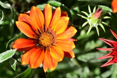Bahçedeki güzel turuncu çiçekleri kapat.