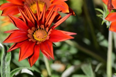 Bahçedeki güzel turuncu çiçekleri kapat.