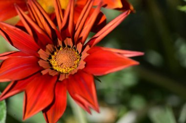 Bahçedeki güzel turuncu çiçekleri kapat.