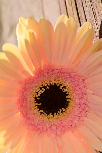 Όμορφο Τρυφερό Λουλούδι Gerbera Ξύλινο Φόντο — Φωτογραφία Αρχείου