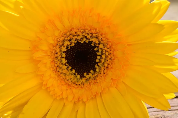 Красива Жовта Квітка Гербери Дерев Яному Фоні Літня Концепція Вид — стокове фото