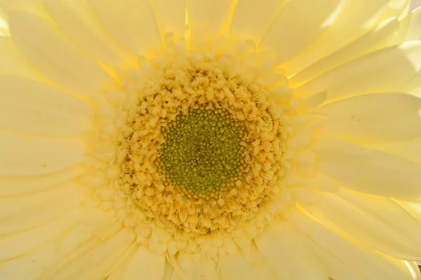 Güzel Sarı Gerbera Çiçeğinin Yakın Görüntüsü Yaz Konsepti — Stok fotoğraf
