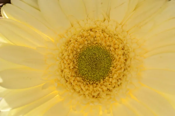 Nahaufnahme Der Schönen Gelben Gerbera Blume Sommerkonzept — Stockfoto