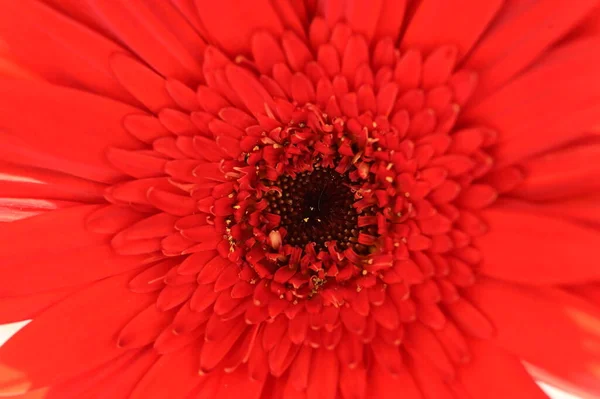 Krásná Červená Gerbera Květina Zblízka Pohled Letní Koncept — Stock fotografie