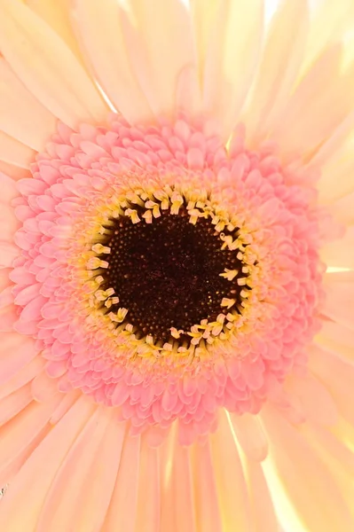 Güzel Narin Gerbera Çiçeği Yaz Konsepti Yakın Manzara — Stok fotoğraf