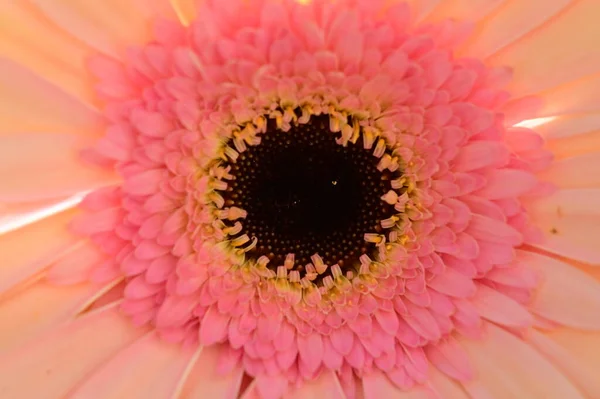 美しい柔らかいガーベラの花 夏のコンセプト — ストック写真