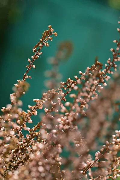 Крупным Планом Красивые Цветущие Цветы Природный Фон — стоковое фото