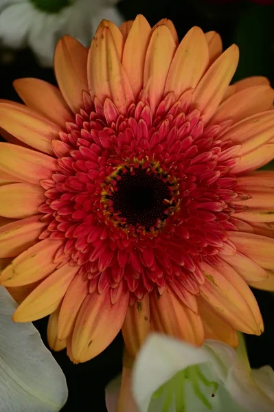 Zblízka Pohled Krásné Gerbera Květiny Letní Koncept — Stock fotografie