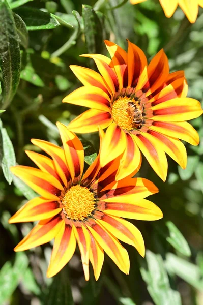 Пчела Сидит Желтых Оранжевых Цветах Саду — стоковое фото
