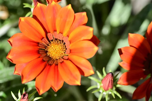 Close View Beautiful Orange Flowers Garden — Stock Photo, Image