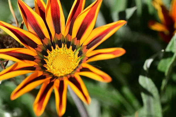 Vista Vicino Dei Bellissimi Fiori Arancio Giardino — Foto Stock