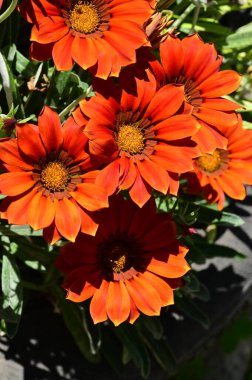 Bahçedeki güzel turuncu çiçekleri kapat.