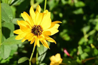 Bahçedeki güzel sarı çiçekleri kapat.