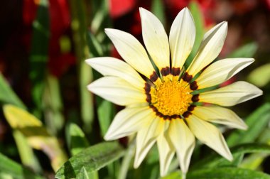 Bahçede büyüyen güzel beyaz çiçeklerin yakın görüntüsü