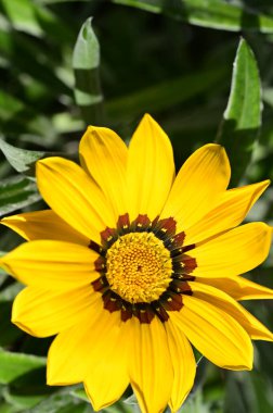 Bahçedeki güzel sarı çiçekleri kapat.