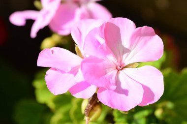Bahçedeki güzel pembe çiçeklerin yakın görüntüsü