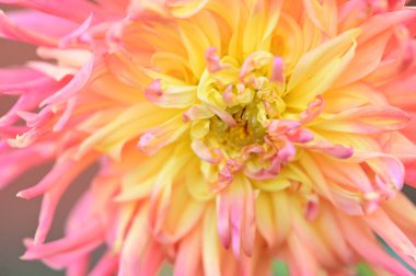 Bahçede büyüyen güzel pembe ve sarı renkli çiçek.