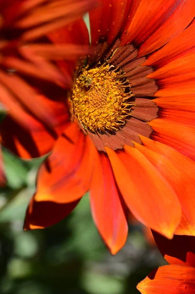 Vue Rapprochée Belles Fleurs Oranges Dans Jardin — Photo