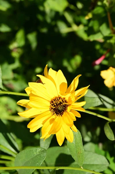 Vue Rapprochée Belles Fleurs Jaunes Dans Jardin — Photo