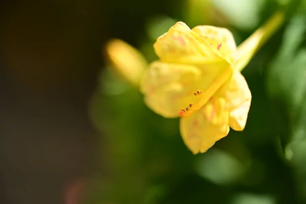 Vista Perto Belas Flores Amarelas Jardim — Fotografia de Stock